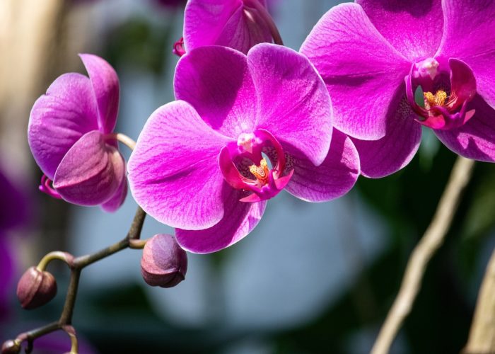 orchid, flower, plant-4137794.jpg